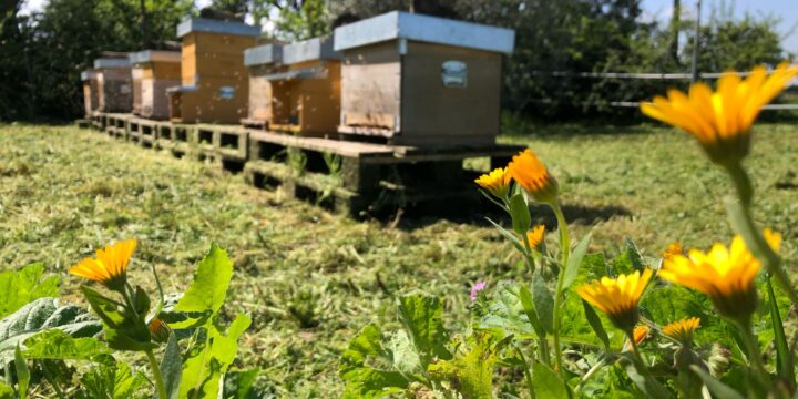 A Posta Faugno le api lavorano per produrre il miele “Volìo”